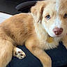 Peanut Butter is registered to the contest to win money with this photo: animal, brown_fur, casual, clothing, companion, cute, dog, domestic, floor, furry, indoor, lap, looking_at_camera, person, pet, puppy, relaxed, sitting, white_fur, young_dog