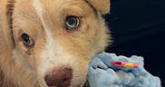 Peanut Butter is registered to the contest to win money with this photo: animal, blue_toy, canine, closeup, comfortable, couch, cute, dog, domestic_animal, ears, fluffy, fur, indoor, nose, pet, playful, puppy, resting, toy, young_dog