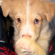 Peanut Butter is registered to the contest to win money with this photo: adorable, animal, close_up, companion, curious, cute, dog, ears, face, indoor, light_brown, looking, nibble, paw, pet, puppy, small, soft_fur, white_fur, young