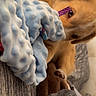 Peanut Butter joined the competition — help win amazing prizes! animal, blanket, blue, brown, couch, cozy, curious, dog, fabric, fur, furniture, golden_retriever, home, indoor, paw, pet, playful, resting, soft_texture, toy