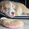 Wybie is registered to the contest to win money with this photo: animal, closeup, cozy, cute, dog, donut, floor, furry, indoor, paw, pet, plush, puppy, relaxed, resting, sleeping, snout, soft, tile, toy