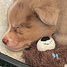 Wybie joined the competition — help win amazing prizes! adorable, animal, closeup, cute, dog, ears, floor, fur, grass, indoor, nose, peaceful, pet, puppy, resting, sleeping, soft, teddy_bear, toy, young