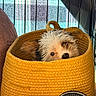 Teacup Sage is registered to the contest to win money with this photo: adorable, animal, basket, cage, cozy, curious, cute, dog, fur, indoors, peek, pet, portrait, puppy, resting, small, soft, sunlight, woven, yellow