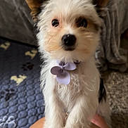 Teacup Sage joined the competition — help win amazing prizes! dog, puppy, small_dog, fluffy, ears, collar, flower, pet, indoor, carpet, blanket, person, knee, cute, fur, animal, companion, looking, closeup, friendly