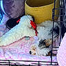 Teacup Sage is registered to the contest to win money with this photo: animal, basket, blanket, cage, comfort, cozy, crate, cute, dog, fur, indoor, pet, plush, puppy, relaxation, resting, sleeping, soft, stuffed_toy, toy