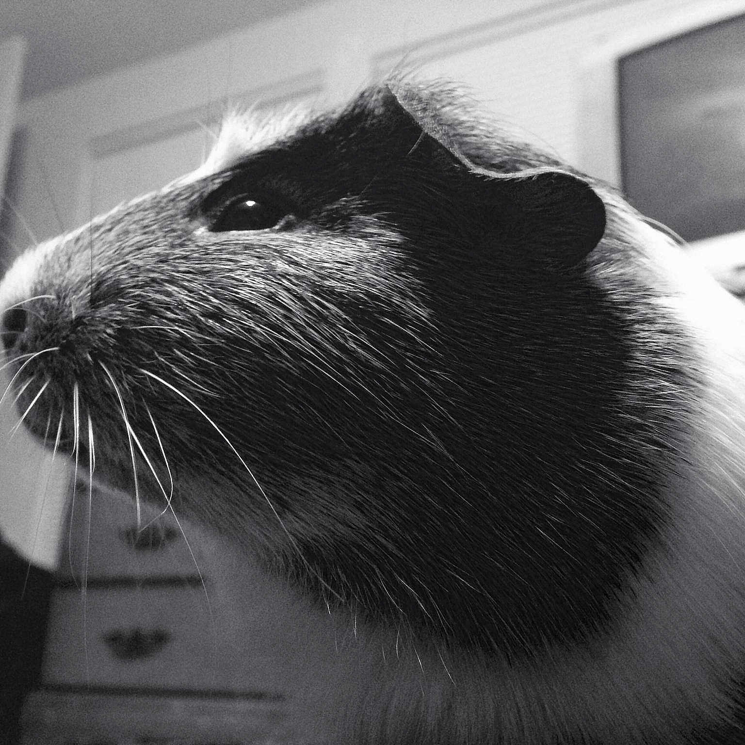 Pepper