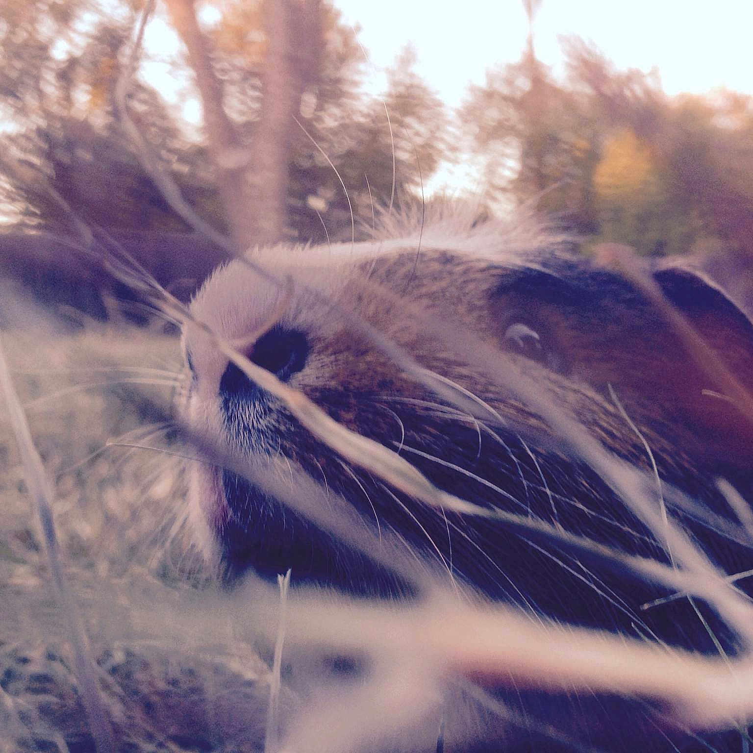 Pepper