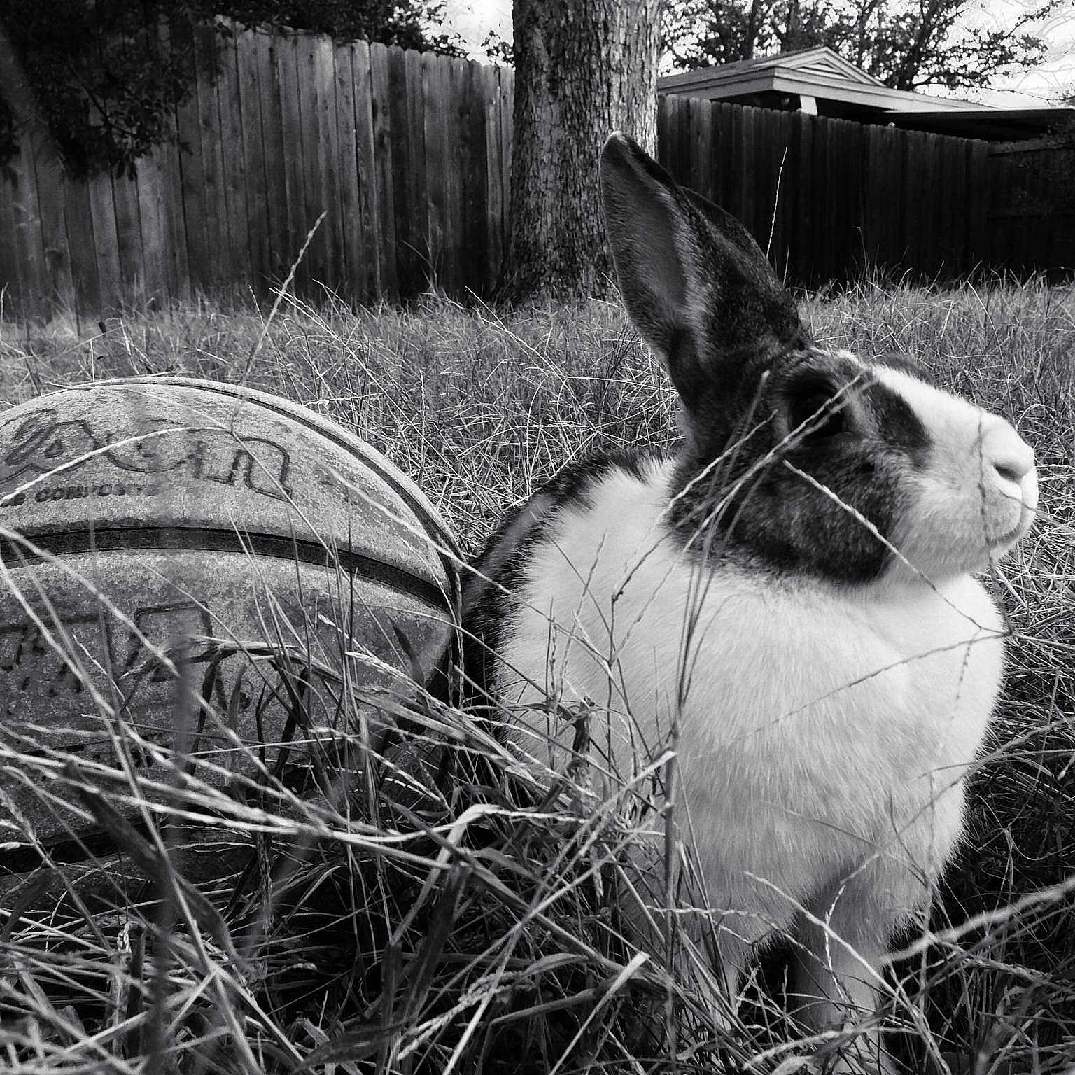 Snow Ball is registered to the contest to win money with this photo: