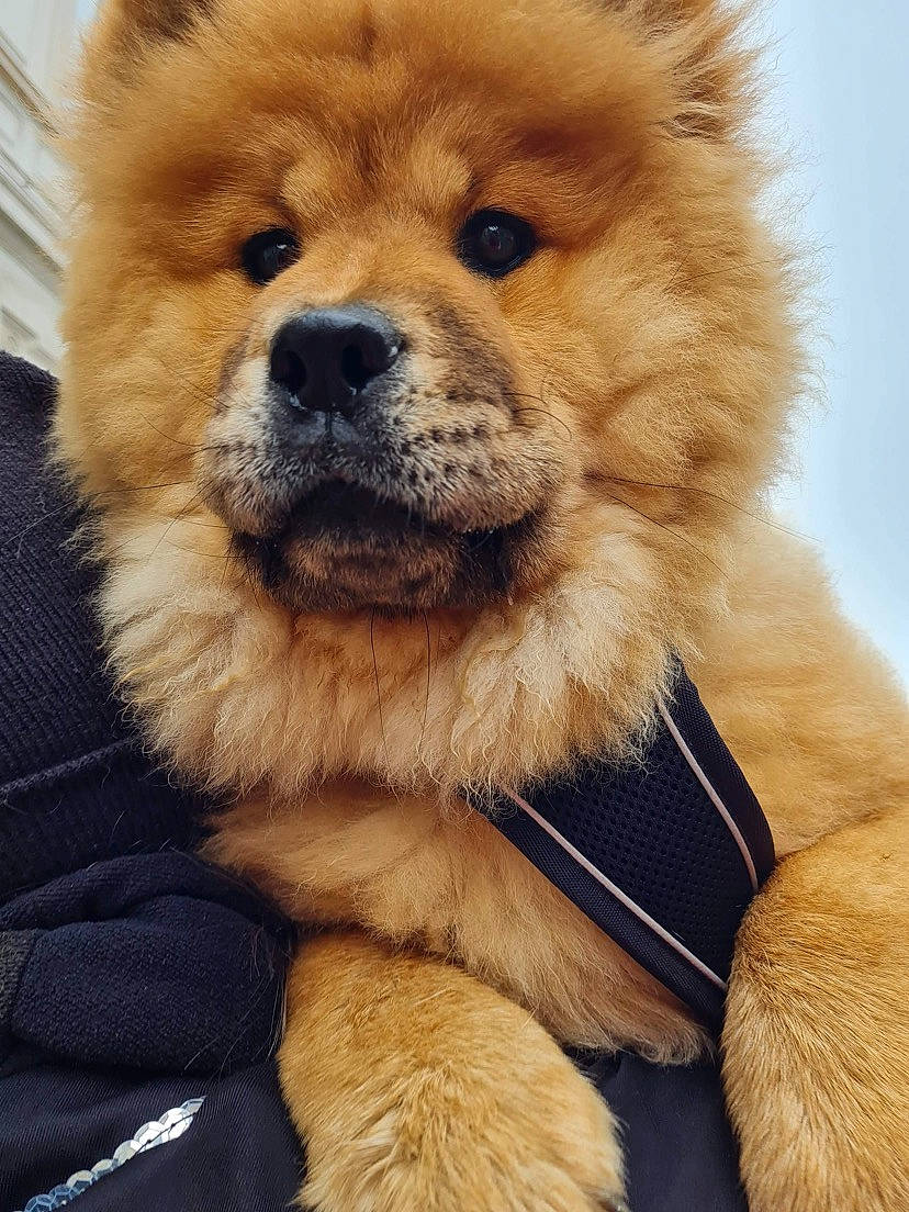 étoile participe au concours pour gagner de l'argent avec cette photo : carnivore, chow_chow, close_up, companion_dog, dog, dog_breed, eye, fawn, fur, head, mammal, natural_material, nose, photograph, red, snout, terrestrial_animal, whiskers, white, working_animal