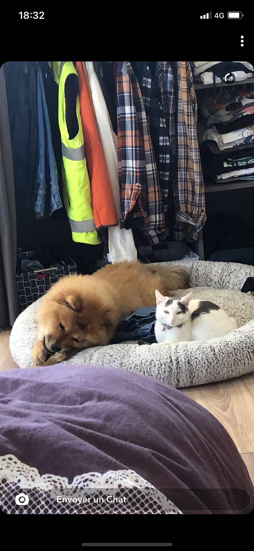 étoile a rejoint le concours — aidez-le/la à gagner de superbes lots ! carnivore, cat, comfort, companion_dog, curtain, dog, dog_breed, domestic_short_haired_cat, fawn, felidae, fur, linens, nap, plaid, small_to_medium_sized_cats, snout, sporting_group, tartan, tie, whiskers