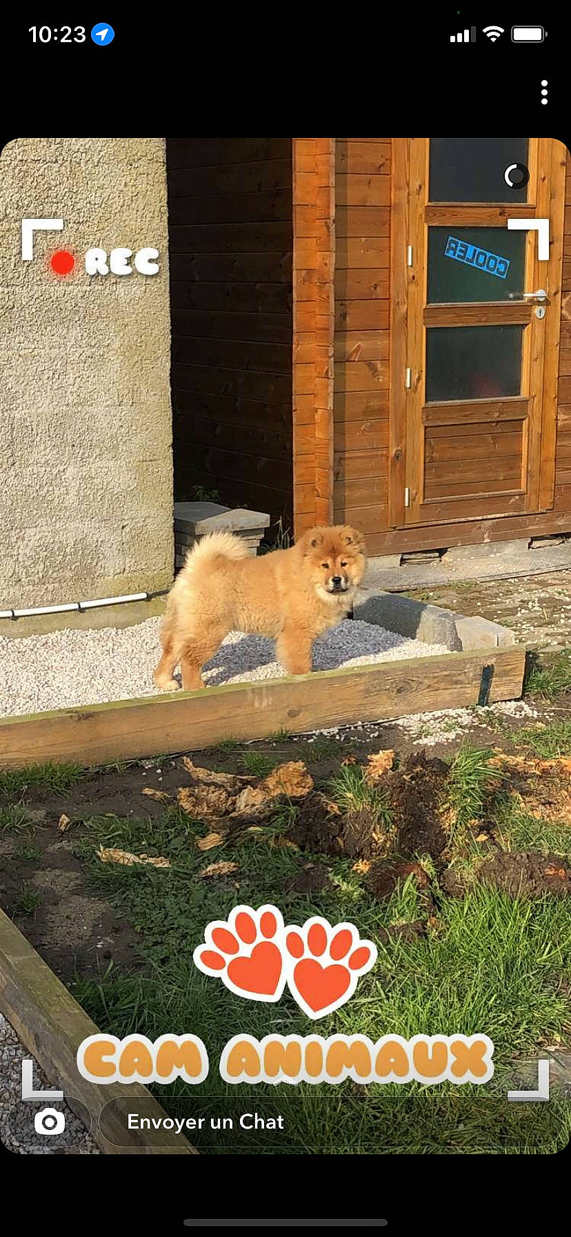 étoile participe au concours pour gagner de l'argent avec cette photo : brick, brickwork, building, canidae, carnivore, companion_dog, dog, dog_breed, door, fawn, flooring, grass, house, landscape, photo_caption, plant, sidewalk, sporting_group, tail, wood