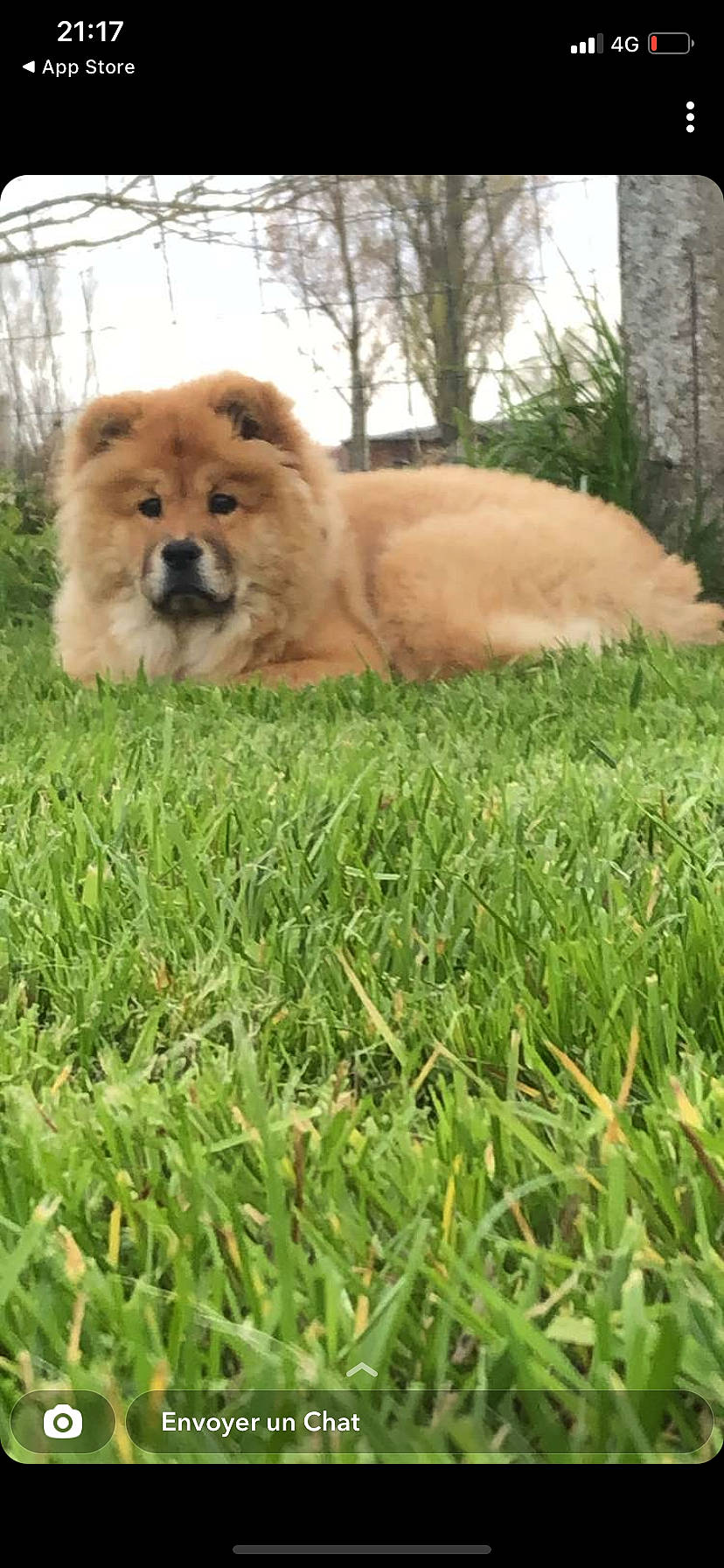 étoile participe au concours pour gagner de l'argent avec cette photo : canidae, carnivore, companion_dog, dog, dog_breed, fawn, felidae, fur, grass, grassland, liver, plant, sky, snout, spitz, sporting_group, terrestrial_animal, tree, whiskers, working_animal