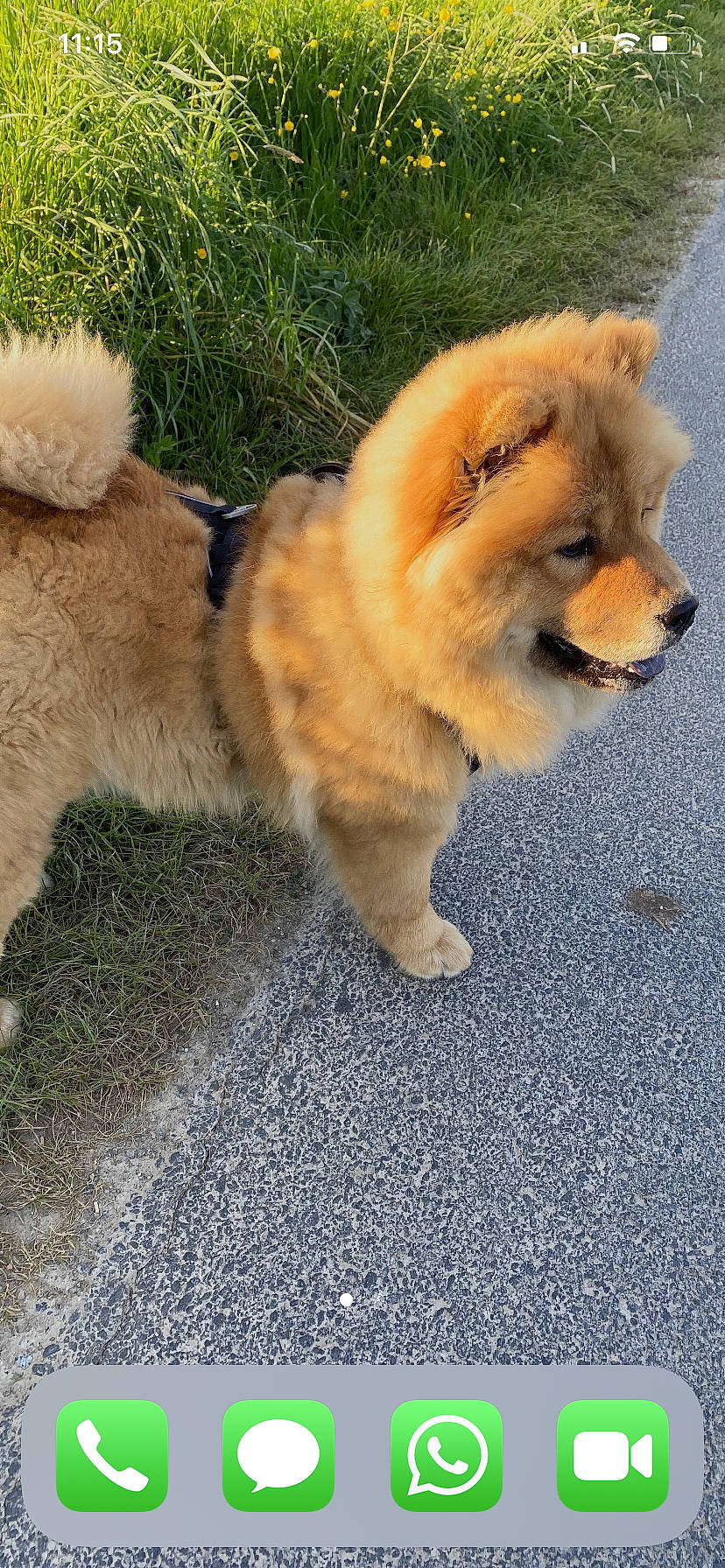 étoile a rejoint le concours — aidez-le/la à gagner de superbes lots ! asphalt, canidae, carnivore, collar, companion_dog, dog, dog_breed, fawn, fur, german_spitz, german_spitz_klein, german_spitz_mittel, grass, road_surface, spitz, sporting_group, tail, toy_dog, whiskers, working_animal