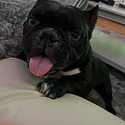 Lilly joined the competition — help win amazing prizes! dog, bulldog, black_dog, pet, tongue, portrait, close_up, indoor, living_room, couch, armrest, blanket, window, floor, rug, collar, paws, ears, snout, funny