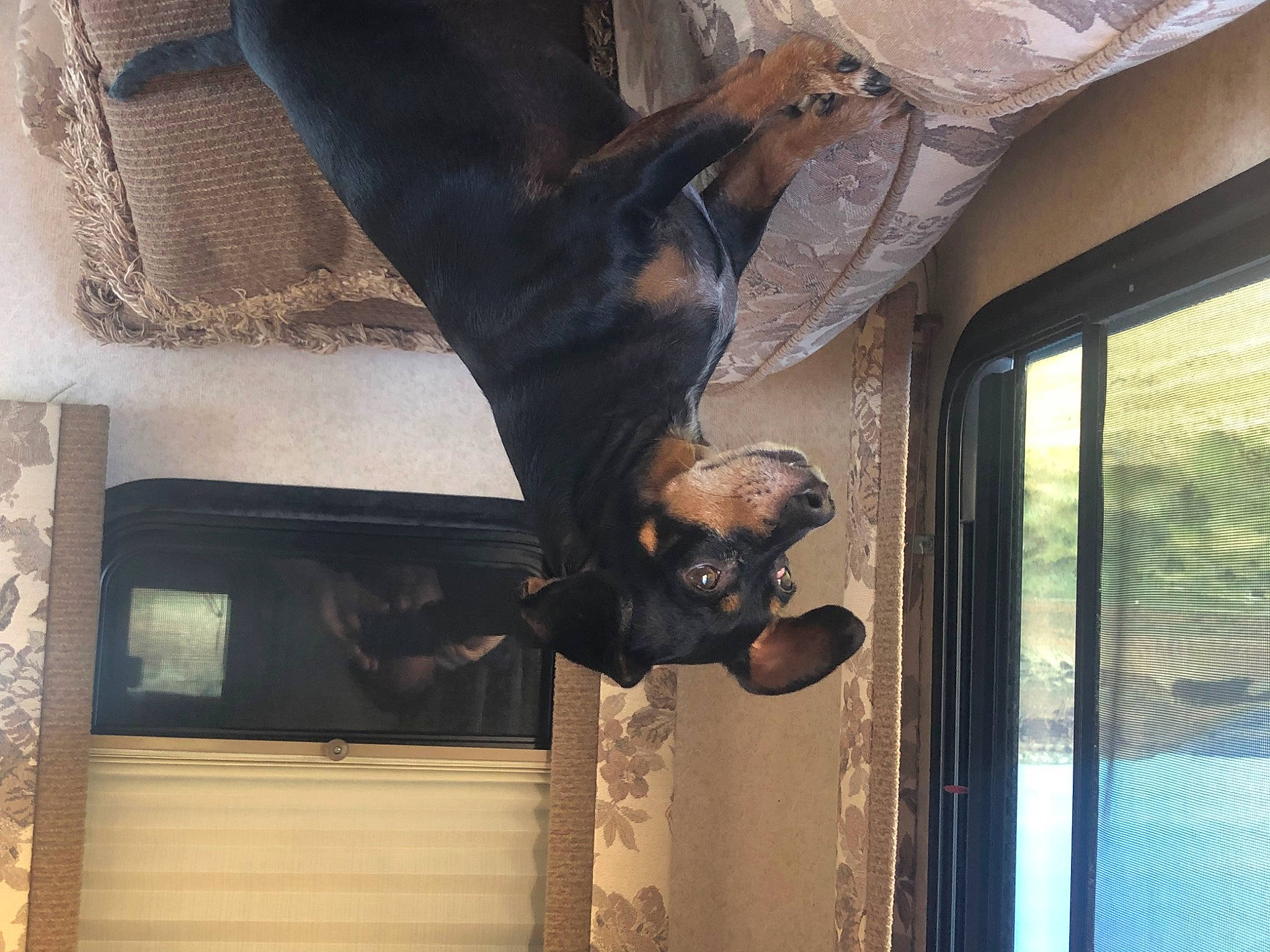 Benjamin Norse Dog Of Mischief is registered to the contest to win money with this photo: bat, door, fun, fur, metal, room, snout, sporting_group, tree, window, wood