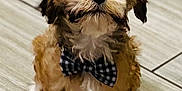 Jax joined the competition — help win amazing prizes! adorable, animal, bow_tie, canine, companion, cute, dog, domestic, floor, fluffy, friendly, fur, indoor, looking_up, pet, puppy, sitting, small, tile, young
