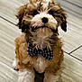 adorable, animal, bow_tie, canine, companion, cute, dog, domestic, floor, fluffy, friendly, fur, indoor, looking_up, pet, puppy, sitting, small, tile, young