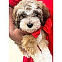 Jax is registered to the contest to win money with this photo: adorable, animal, bow_tie, closeup, clothing, companion, cute, dog, fluffy, friendly, fur, hand, indoor, mammal, person, pet, portrait, puppy, red, young