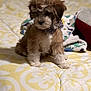 Jax is registered to the contest to win money with this photo: adorable, animal, bedspread, bow_tie, curly_fur, cute, dog, domestic_animal, fluffy, indoor, pattern, pet, portrait, puppy, sitting, small_dog, soft_focus, white, yellow, young_dog