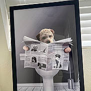 Jax joined the competition — help win amazing prizes! animal, bathroom, black, blinds, dog, framed_photo, funny, humor, interior, light, newspaper, paper, paw, pet, reading, toilet, toilet_brush, wall, white, wooden_floor