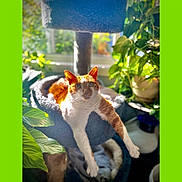 Nikki joined the competition — help win amazing prizes! animal, cat, cat_tree, comfortable, cozy, daylight, feline, furniture, greenery, houseplant, indoor, living_room, nature_indoor, orange_cat, pet, relaxed, stretching, sunlight, white_cat, window