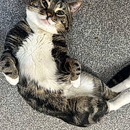 Chewie joined the competition — help win amazing prizes! cat, tabby, lying_down, carpet, white_paws, white_belly, relaxed, pet, animal, feline, indoor, cute, whiskers, ears, tail, fur, striped, domestic_cat, looking_up, playful
