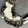cat, tabby, lying_down, carpet, white_paws, white_belly, relaxed, pet, animal, feline, indoor, cute, whiskers, ears, tail, fur, striped, domestic_cat, looking_up, playful