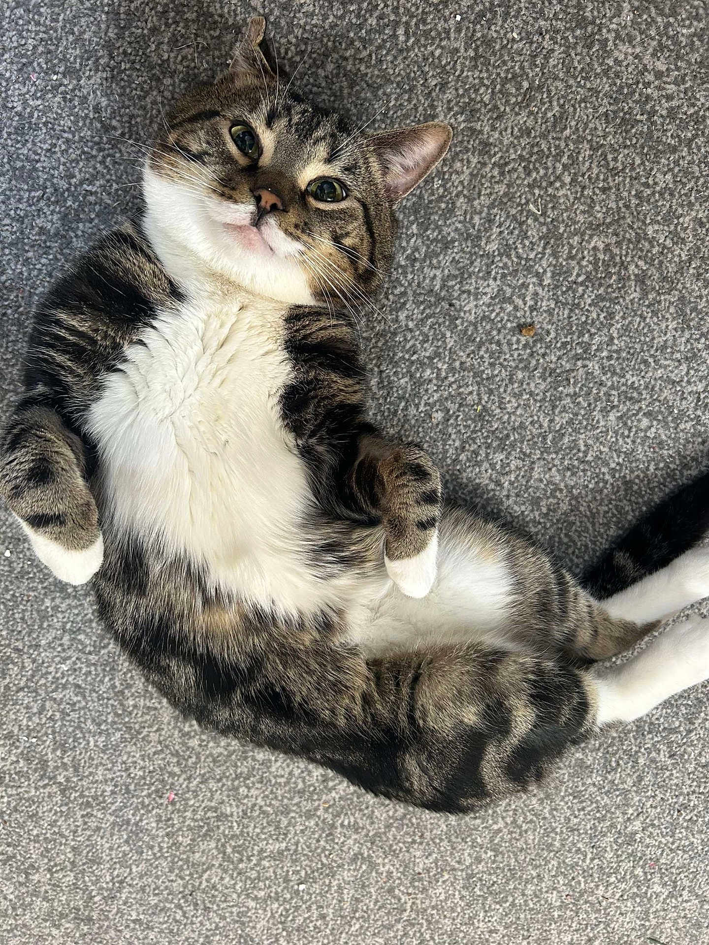 Chewie joined the competition — help win amazing prizes! cat, tabby, lying_down, carpet, white_paws, white_belly, relaxed, pet, animal, feline, indoor, cute, whiskers, ears, tail, fur, striped, domestic_cat, looking_up, playful