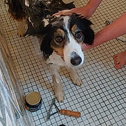 Lola a rejoint le concours — aidez-le/la à gagner de superbes lots ! dog, dogs, pet, grooming, bath, wet_fur, long_hair, black_white_fur, brown_fur, blue_eyes, animal, bathroom, shower, tile_floor, grooming_tools, brush, comb, shampoo, person, indoor