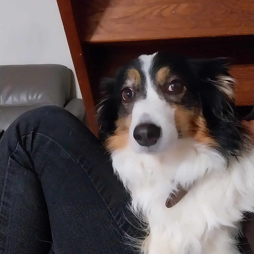 Lola participe au concours pour gagner de l'argent avec cette photo : dog, australian_shepherd, tri_color, fluffy, long_hair, pet, animal, portrait, sitting, lap, person, jeans, indoor, staircase, wood, home, leather_couch, collar, white_fur, black_fur