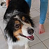 Lola a rejoint le concours — aidez-le/la à gagner de superbes lots ! dog, tricolor_dog, australian_shepherd, pet, animal, fluffy, long_hair, happy, smiling, open_mouth, portrait, indoor, home, tile_floor, person, jeans, barefoot, standing, pet_photography, black_white_brown