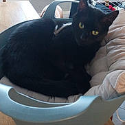 Balou participe au concours pour gagner de l'argent avec cette photo : black_cat, cat, feline, yellow_eyes, indoors, home, bassinet, baby_basket, bedding, lounging, sitting, relaxed, pet, animal, portrait, dining_table, laundry, window, cozy, photography