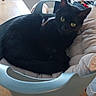 black_cat, cat, feline, yellow_eyes, indoors, home, bassinet, baby_basket, bedding, lounging, sitting, relaxed, pet, animal, portrait, dining_table, laundry, window, cozy, photography