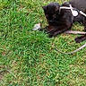 Balou participe au concours pour gagner de l'argent avec cette photo : cat, black_cat, animal, pet, harness, leash, grass, lawn, outdoor, lying_down, resting, fur, feline, garden, greenery, nature, portrait, vertical_photo, ground, playful