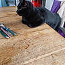 Balou a rejoint le concours — aidez-le/la à gagner de superbes lots ! cat, black_cat, animal, pet, feline, lying_down, loafing, indoors, kitchen, wooden_table, table, cutlery, utensils, dishwasher, stove, appliances, towels, chair, home, photography