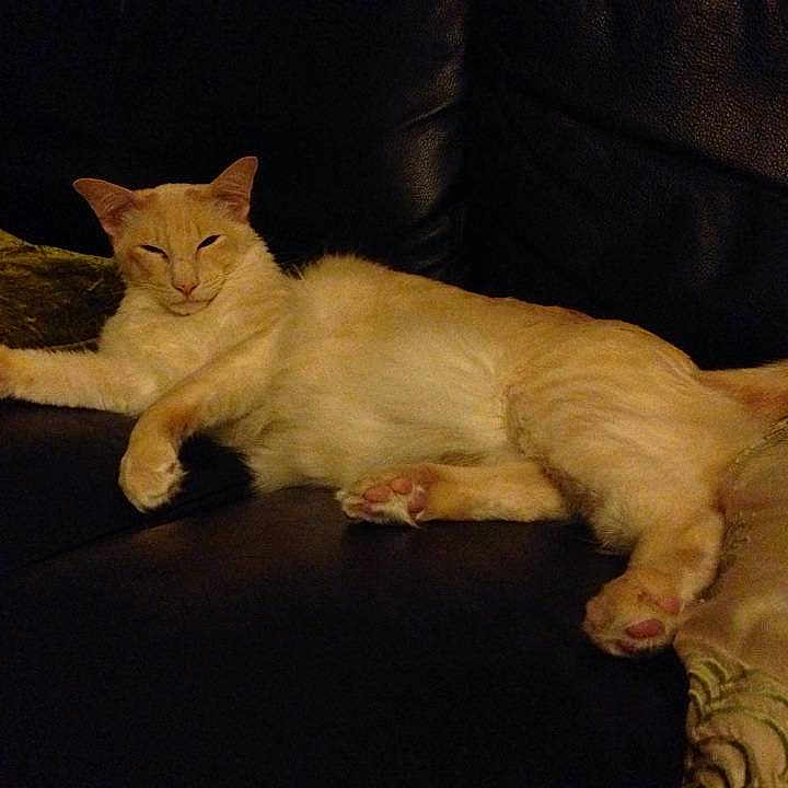 Pharaoh