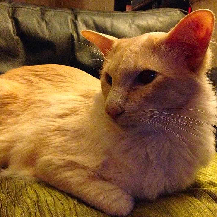 Pharaoh