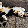 belly_up, black_and_white_cat, calico_cat, cat, cat_toy, cats, couch, cozy, cushion, furry, indoor, lying_down, paws, pet, relaxed, sleeping, sofa, tail, upside_down, whiskers