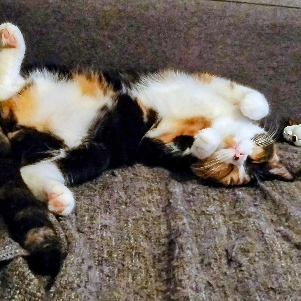 Baya a rejoint le concours — aidez-le/la à gagner de superbes lots ! belly_up, black_and_white_cat, calico_cat, cat, cat_toy, cats, couch, cozy, cushion, furry, indoor, lying_down, paws, pet, relaxed, sleeping, sofa, tail, upside_down, whiskers