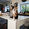 Baya a rejoint le concours — aidez-le/la à gagner de superbes lots ! calico_cat, cat, clock, countertop, cute, fur, furniture, home, houseplant, indoors, island, kitchen, open_mouth, pet, portrait, sitting, stool, whiskers, white_paws, window