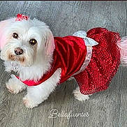Sky is registered to the contest to win money with this photo: dog, white_dog, small_dog, pet, red_dress, sparkly_dress, bow, pink_ears, pink_tail, wooden_floor, looking_up, cute, fluffy, indoor, animal, domestic_animal, adorable, standing, fashion, costume