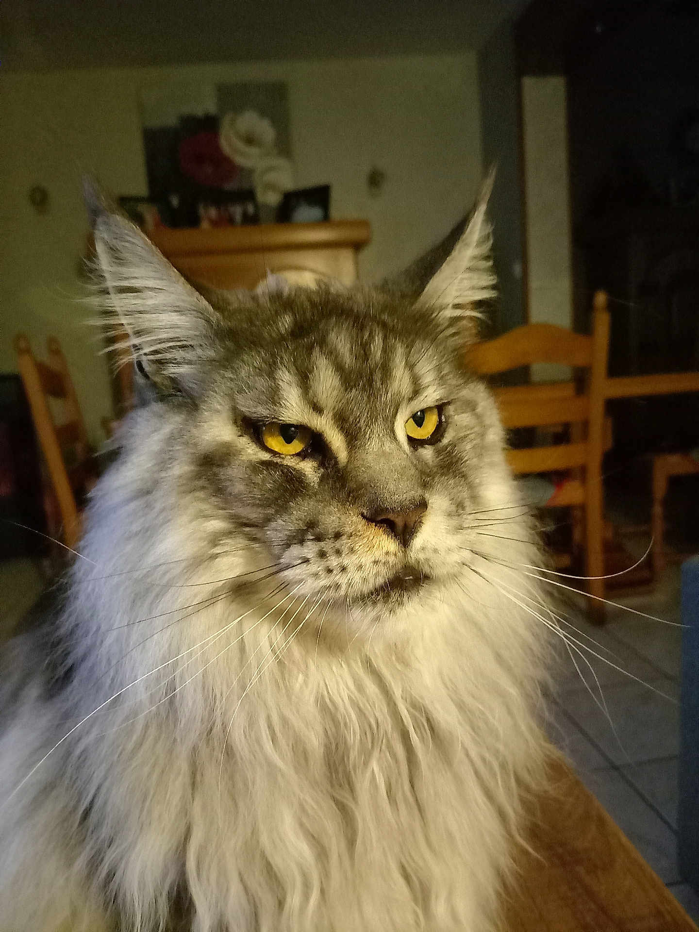 Rocky a rejoint le concours — aidez-le/la à gagner de superbes lots ! cat, maine_coon, fluffy, yellow_eyes, indoor, furniture, wooden_chair, pet, animal, long_hair, portrait, whiskers, muzzle, ears, fur, domestic_cat, close_up, table, room, cozy
