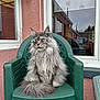 cat, fluffy, gray, green_chair, plastic_chair, outdoor, window, reflection, person_reflection, pink_wall, fur, pet, animal, portrait, seated, house, daylight, lamp, calm, majestic
