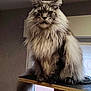 Rocky participe au concours pour gagner de l'argent avec cette photo : cat, maine_coon, fluffy, indoor, cat_tree, pet, feline, window, skylight, fur, animal, mammal, looking, sitting, platform, home, cozy, natural_light, portrait, serious_expression