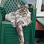 Rocky participe au concours pour gagner de l'argent avec cette photo : cat, long_hair, gray_cat, plastic_chair, stacked_chairs, paw, outdoor, patio, window, table, relaxed, feline, domestic_cat, fur, ears, whiskers, animal, resting, seat, house