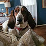 animal, basset_hound, bed, bedroom, blanket, blue_wall, collar, cozy, curtains, dog, furniture, indoor, keychain, lamp, pet, resting, stuffed_animal, wall_art, window, wood_floor