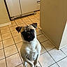 Franklin Roosevelt is registered to the contest to win money with this photo: pug, dog, pet, animal, sitting, upright, crossed_paws, wrinkled_face, short_muzzle, black_mask, fawn_coat, floppy_ears, tongue, looking_at_camera, indoor, kitchen, tile_floor, appliance, portrait, cute
