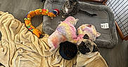 Franklin Roosevelt is registered to the contest to win money with this photo: cat, dog, pug, pet, animal, indoors, pet_bed, blanket, plush_toys, toy, floor, wood_floor, overhead_view, gray_cat, fawn_dog, black_muzzle, curled_tail, home, cozy, playful