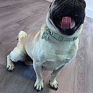 Franklin Roosevelt is registered to the contest to win money with this photo: dog, pug, pet, canine, tongue_out, happy, smiling, wrinkled_face, sitting, collar, dog_tag, short_hair, fawn_coat, black_muzzle, curled_tail, indoor, wood_floor, portrait, close_up, funny