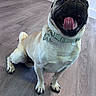 dog, pug, pet, canine, tongue_out, happy, smiling, wrinkled_face, sitting, collar, dog_tag, short_hair, fawn_coat, black_muzzle, curled_tail, indoor, wood_floor, portrait, close_up, funny